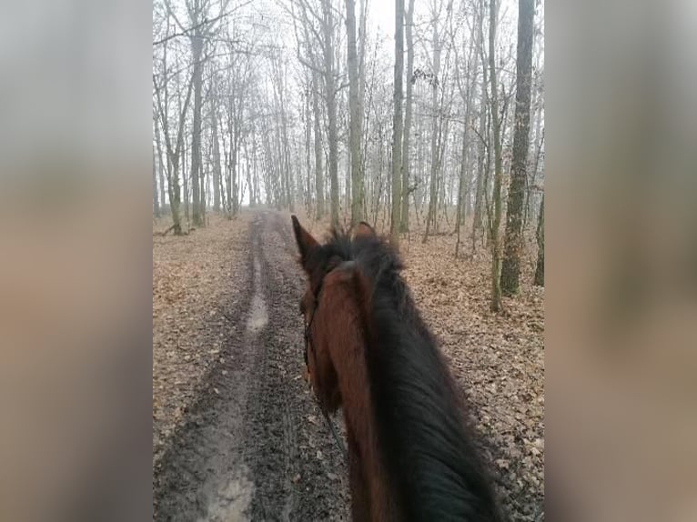 KWPN Stute 17 Jahre 163 cm Brauner in Lichtenfels