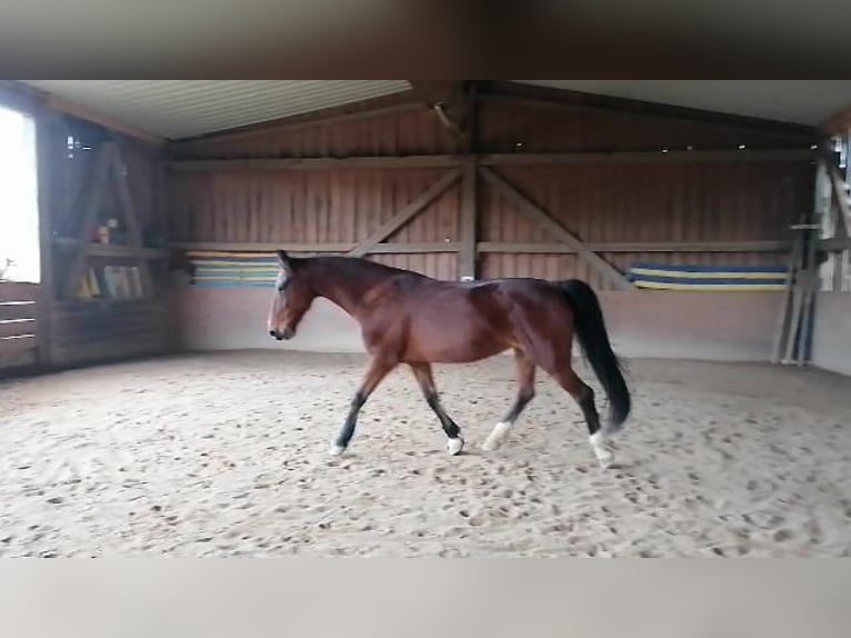 KWPN Stute 17 Jahre 163 cm Brauner in Lichtenfels