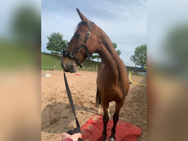 KWPN Stute 17 Jahre 163 cm Brauner in Lichtenfels