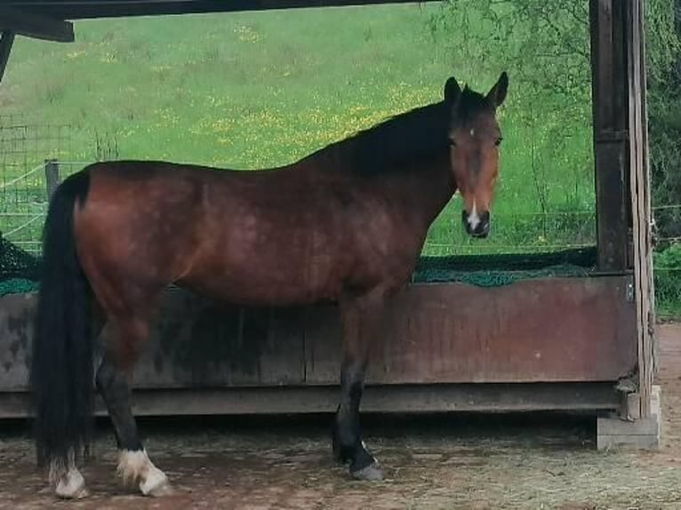 KWPN Stute 17 Jahre 163 cm Brauner in Lichtenfels