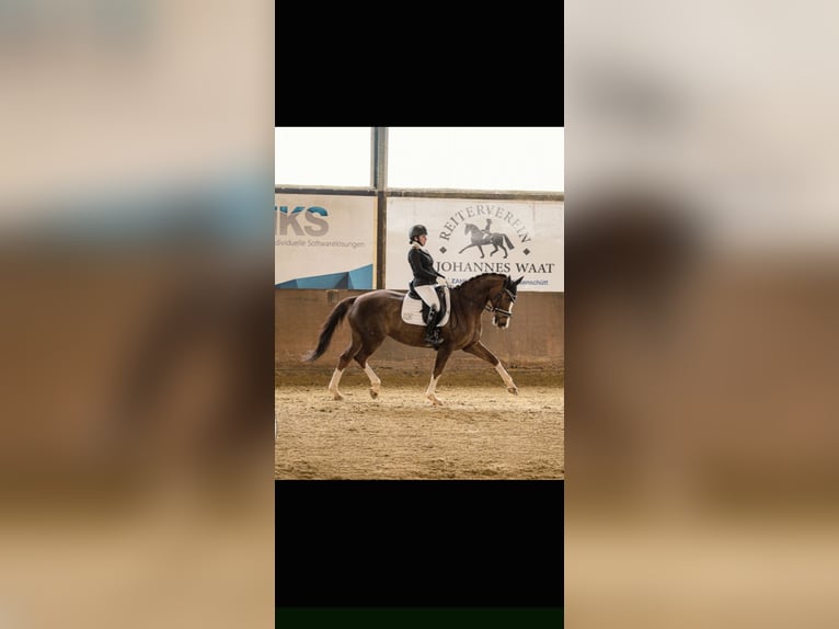 KWPN Stute 17 Jahre 163 cm Dunkelfuchs in Selfkant
