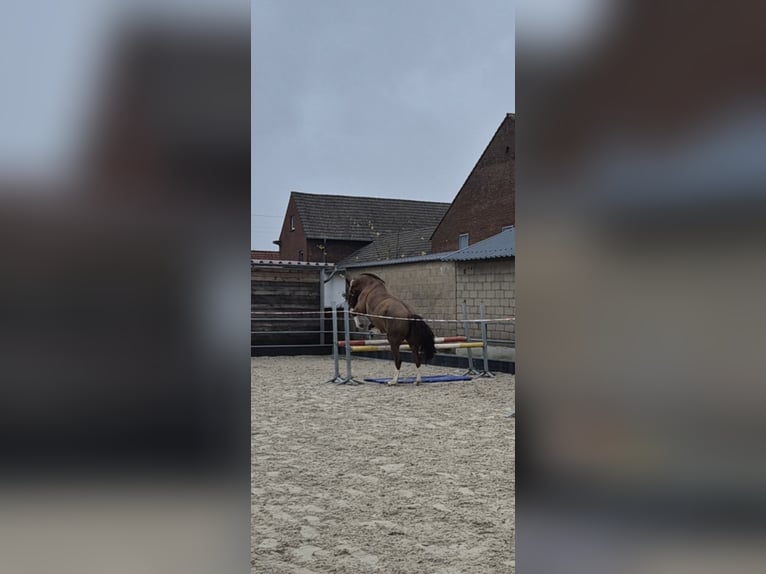 KWPN Stute 17 Jahre 163 cm Dunkelfuchs in Selfkant