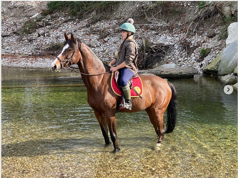 KWPN Stute 17 Jahre 164 cm Brauner in B&#xE4;tterkinden