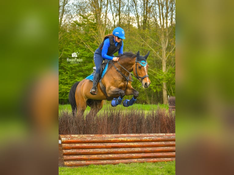 KWPN Stute 17 Jahre 164 cm in Wijk en Aalburg