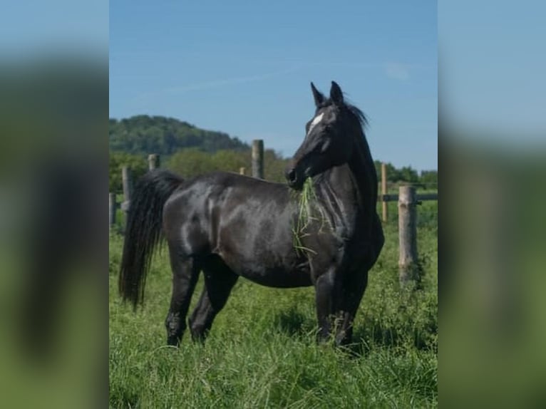 KWPN Stute 17 Jahre 165 cm Dunkelbrauner in Bassenheim