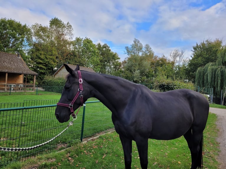 KWPN Stute 17 Jahre 165 cm Rappe in Ossenisse KWPN Stute 17 Jahre 165 cm Rappe in Ossenisse
