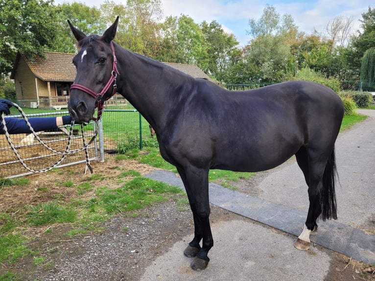 KWPN Stute 17 Jahre 165 cm Rappe in Ossenisse KWPN Stute 17 Jahre 165 cm Rappe in Ossenisse