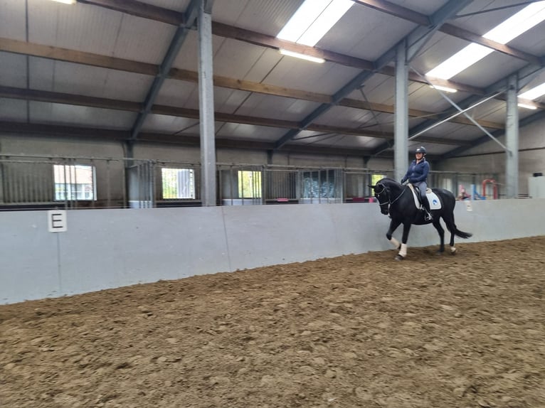 KWPN Stute 17 Jahre 165 cm Rappe in Ossenisse KWPN Stute 17 Jahre 165 cm Rappe in Ossenisse