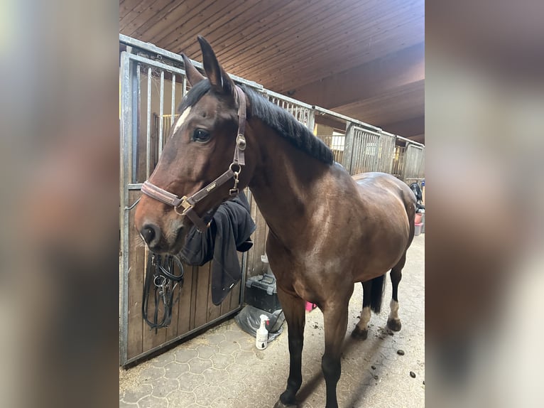 KWPN Mix Stute 17 Jahre 165 cm Rotbrauner in Preserje