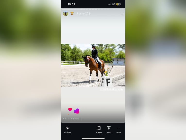 KWPN Mix Stute 17 Jahre 165 cm Rotbrauner in Preserje
