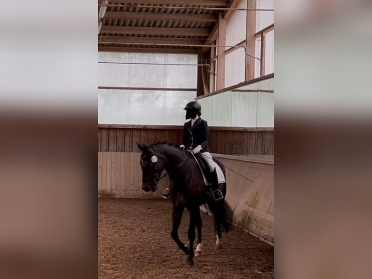 KWPN Stute 17 Jahre 167 cm Brauner in Moosach