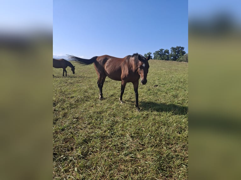 KWPN Stute 17 Jahre 167 cm Brauner in Marigny saint Marcel
