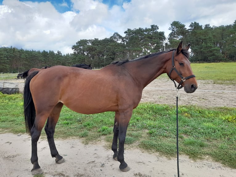 KWPN Stute 17 Jahre 168 cm Brauner in Herzberg