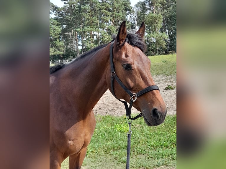 KWPN Stute 17 Jahre 168 cm Brauner in Herzberg