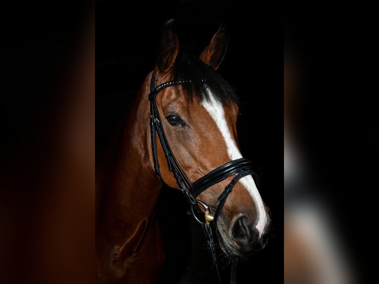 KWPN Stute 17 Jahre 168 cm Brauner in Gelsenkirchen