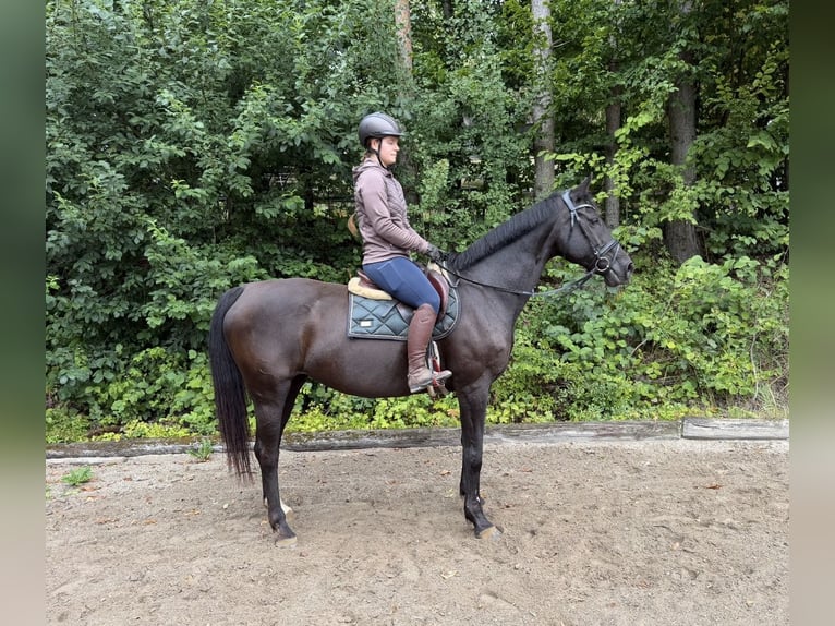 KWPN Stute 17 Jahre 168 cm Rappe in Davidschlag