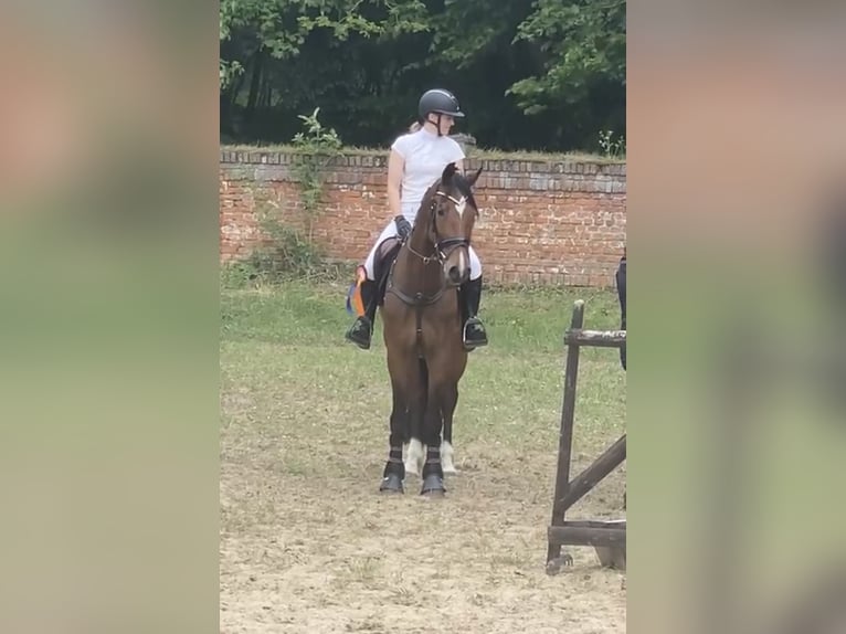KWPN Stute 17 Jahre 169 cm Brauner in Oborzany