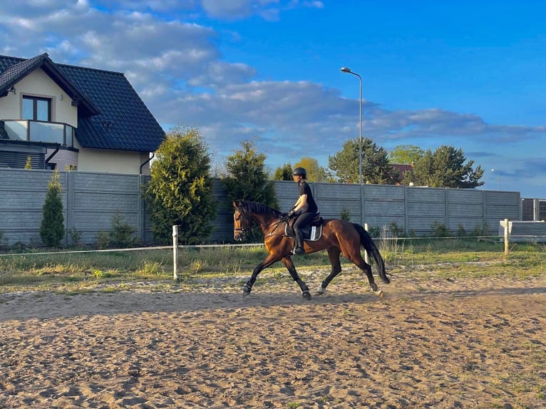 KWPN Stute 17 Jahre 169 cm Brauner in Oborzany
