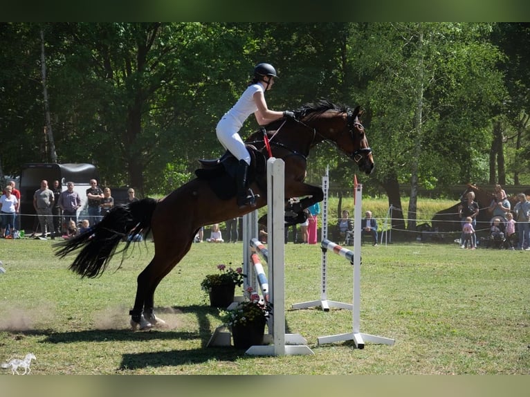 KWPN Stute 17 Jahre 169 cm Brauner in Oborzany