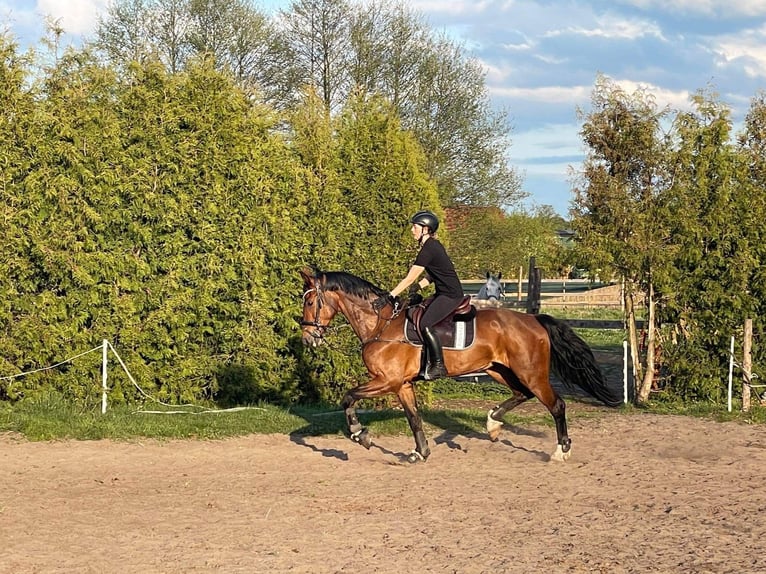 KWPN Stute 17 Jahre 169 cm Brauner in Oborzany