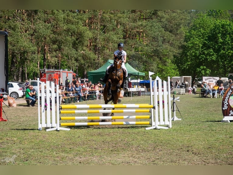 KWPN Stute 17 Jahre 169 cm Brauner in Oborzany