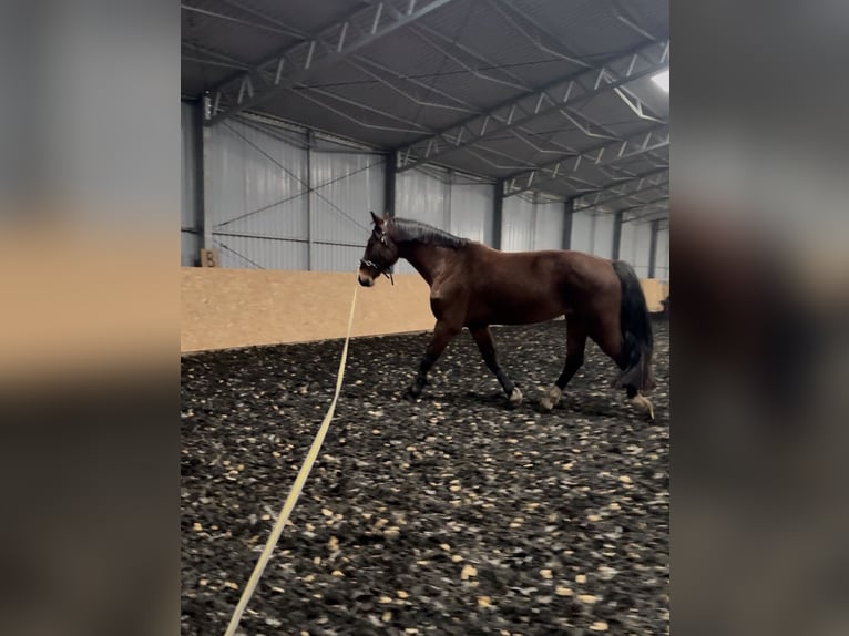 KWPN Stute 17 Jahre 169 cm Brauner in Oborzany