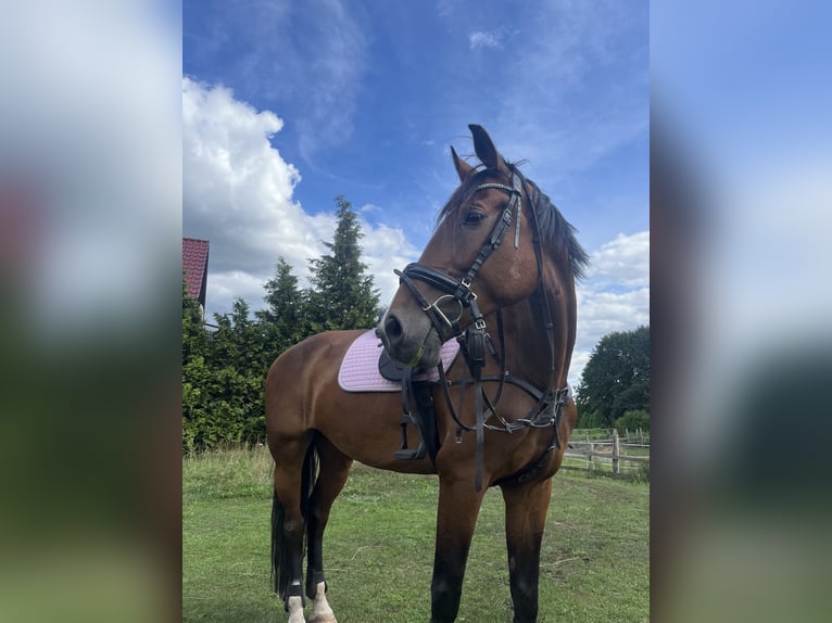 KWPN Stute 17 Jahre 169 cm Brauner in Oborzany