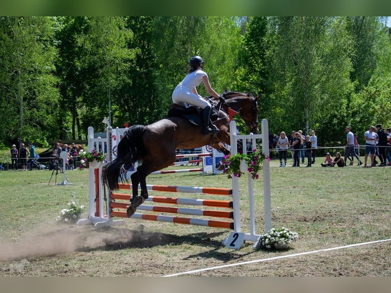 KWPN Stute 17 Jahre 169 cm Brauner in Oborzany