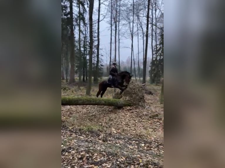 KWPN Stute 17 Jahre 169 cm Brauner in Oborzany