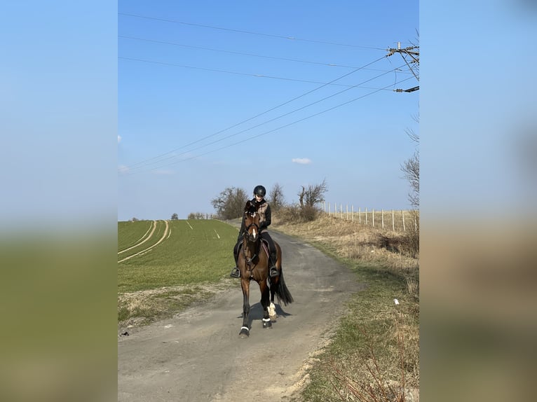 KWPN Stute 17 Jahre 169 cm Brauner in Oborzany