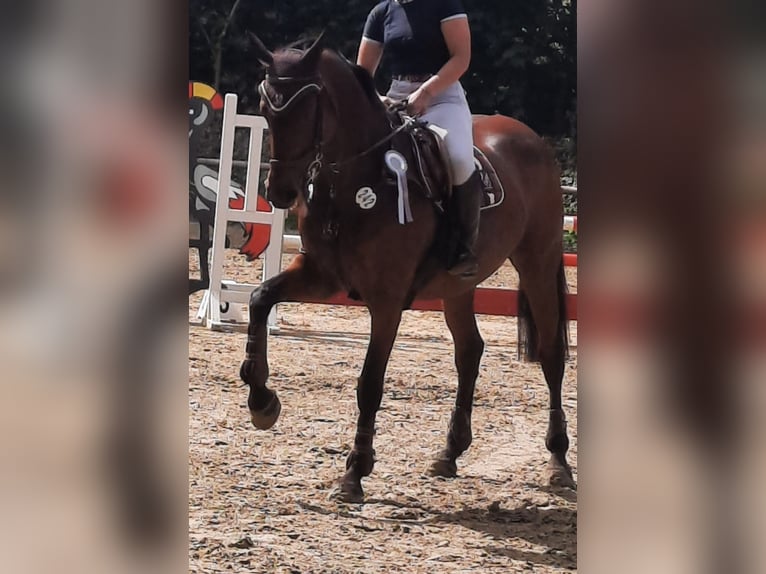 KWPN Stute 17 Jahre 170 cm Brauner in Leverkusen KWPN Stute 17 Jahre 170 cm Brauner in Leverkusen