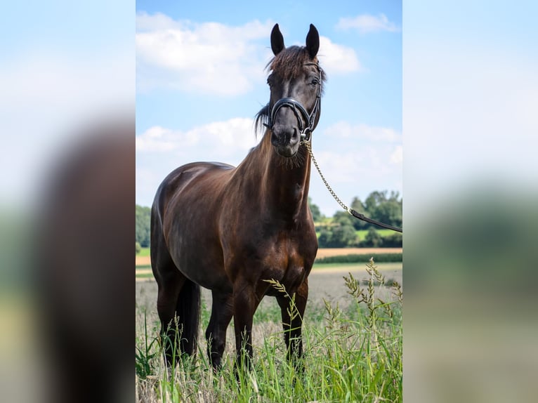 KWPN Stute 17 Jahre 170 cm Dunkelbrauner in Gulpen