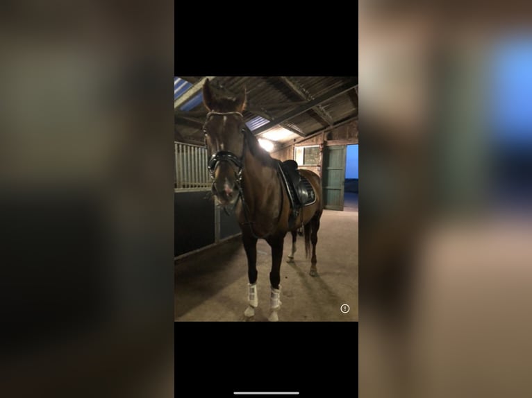 KWPN Stute 17 Jahre 170 cm Dunkelfuchs in Luttelgeest