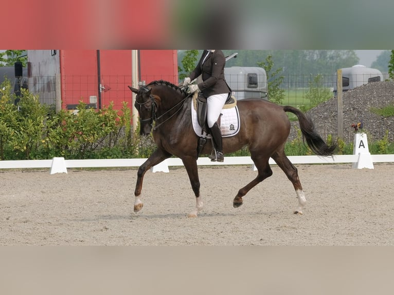 KWPN Stute 17 Jahre 170 cm Dunkelfuchs in Luttelgeest