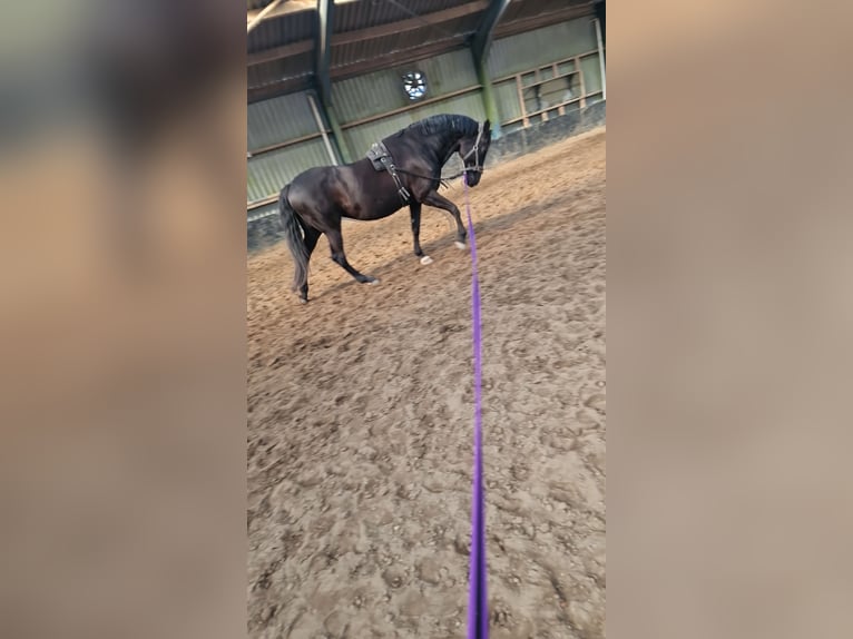 KWPN Stute 17 Jahre 170 cm Schwarzbrauner in Heteren