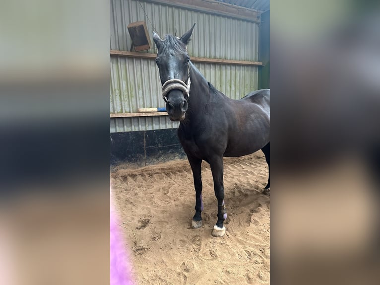 KWPN Stute 17 Jahre 170 cm Schwarzbrauner in Heteren