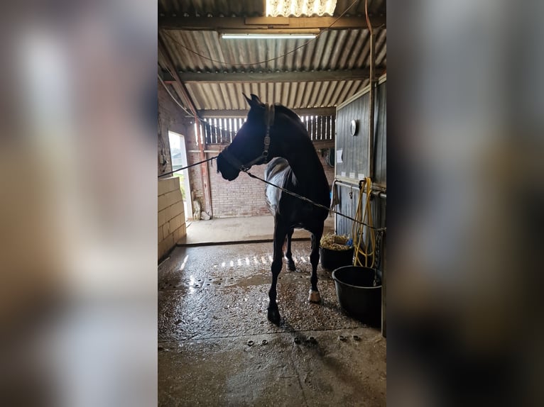 KWPN Stute 17 Jahre 170 cm Schwarzbrauner in Heteren