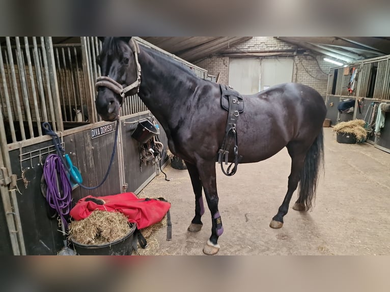 KWPN Stute 17 Jahre 170 cm Schwarzbrauner in Heteren