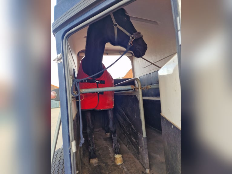 KWPN Stute 17 Jahre 170 cm Schwarzbrauner in Heteren