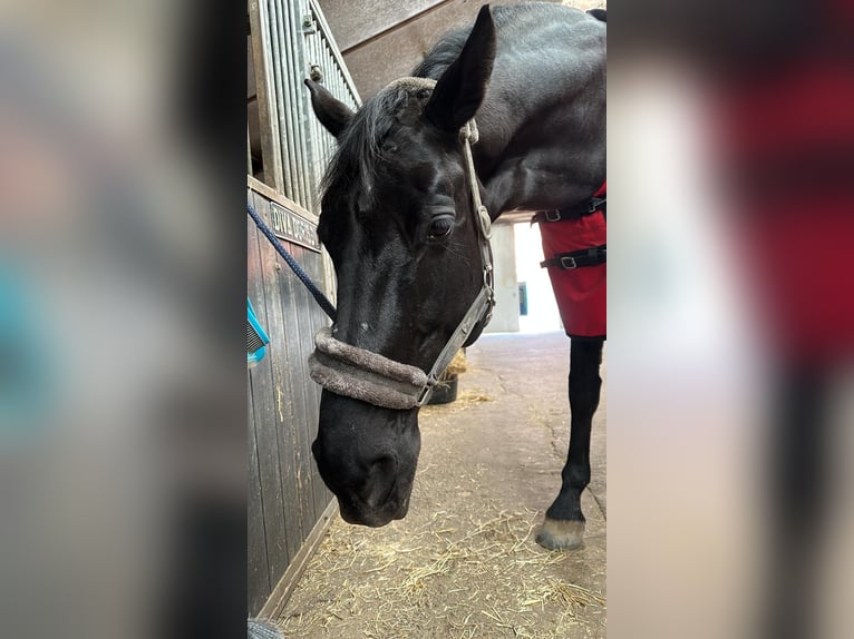 KWPN Stute 17 Jahre 170 cm Schwarzbrauner in Heteren