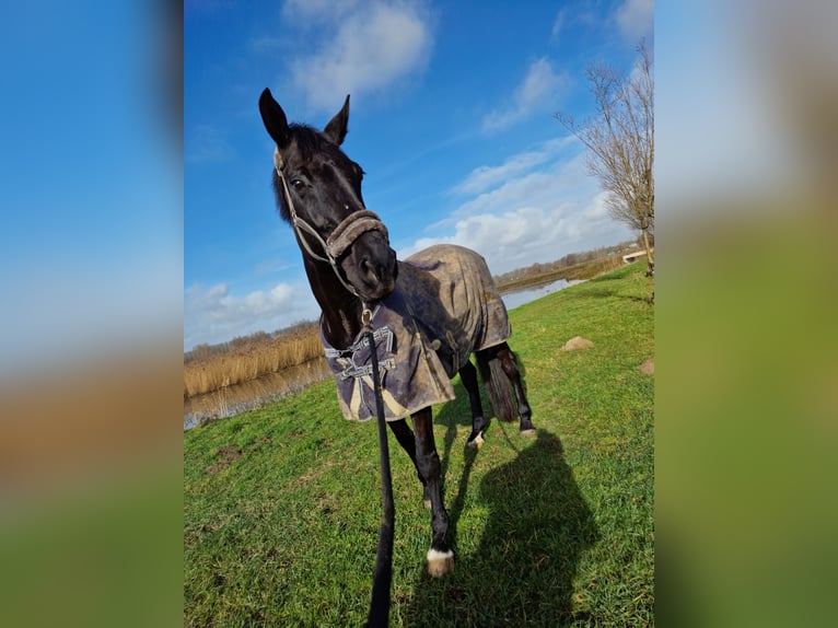 KWPN Stute 17 Jahre 170 cm Schwarzbrauner in Heteren