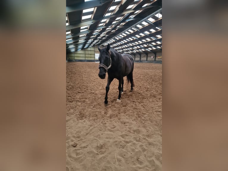 KWPN Stute 17 Jahre 170 cm Schwarzbrauner in Heteren