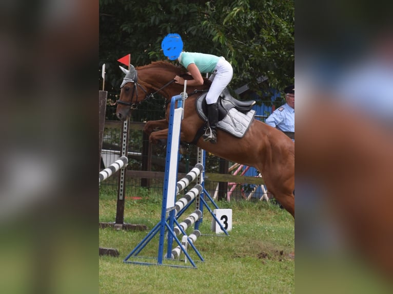 KWPN Stute 18 Jahre 154 cm Fuchs in Nei&#xDF;eaue