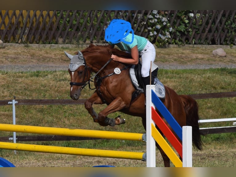 KWPN Stute 18 Jahre 154 cm Fuchs in Nei&#xDF;eaue