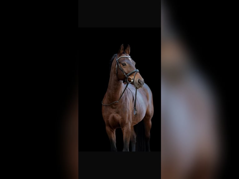 KWPN Stute 18 Jahre 156 cm Dunkelfuchs in Ilsfeld