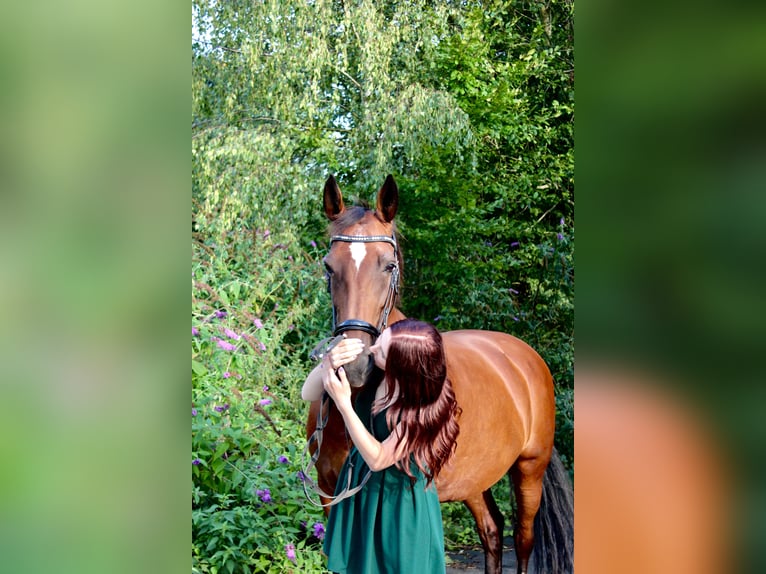 KWPN Stute 18 Jahre 160 cm  in Bochum