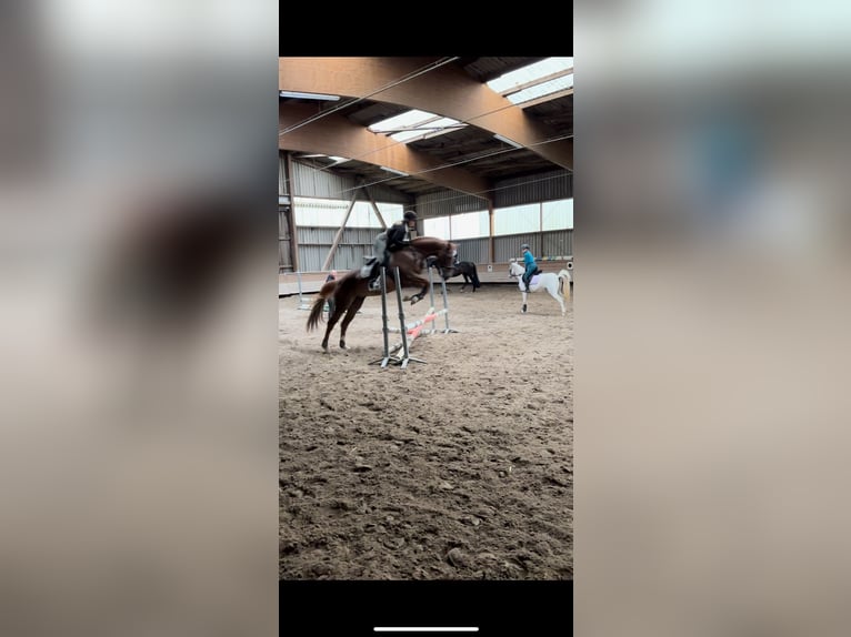 KWPN Stute 18 Jahre 163 cm Fuchs in Kupferzell