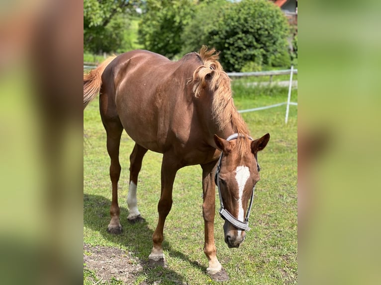 KWPN Stute 18 Jahre 163 cm Fuchs in Kupferzell