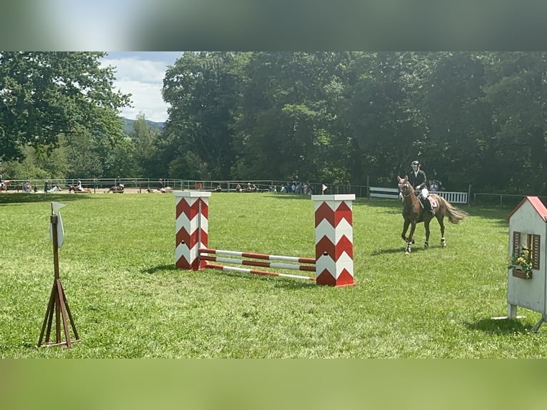 KWPN Stute 18 Jahre 163 cm Fuchs in Kupferzell