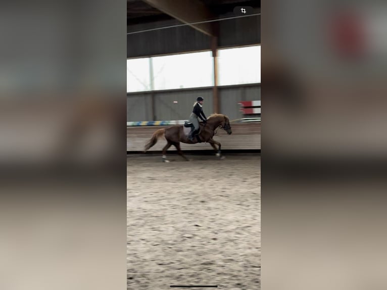 KWPN Stute 18 Jahre 163 cm Fuchs in Kupferzell